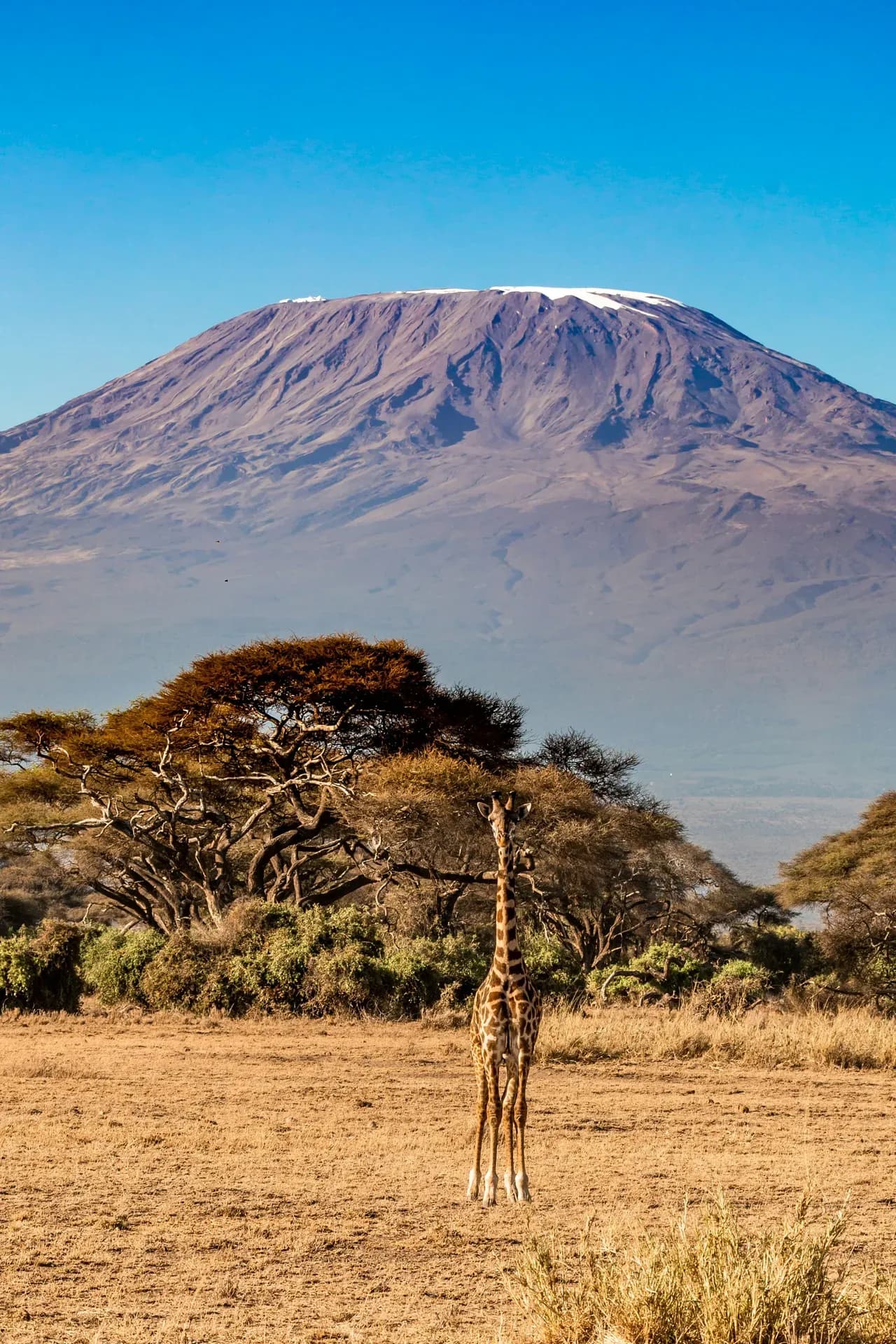 A giraffe standing beneath an acacia with the broad snow-capped dome of Kilimanjaro behind.