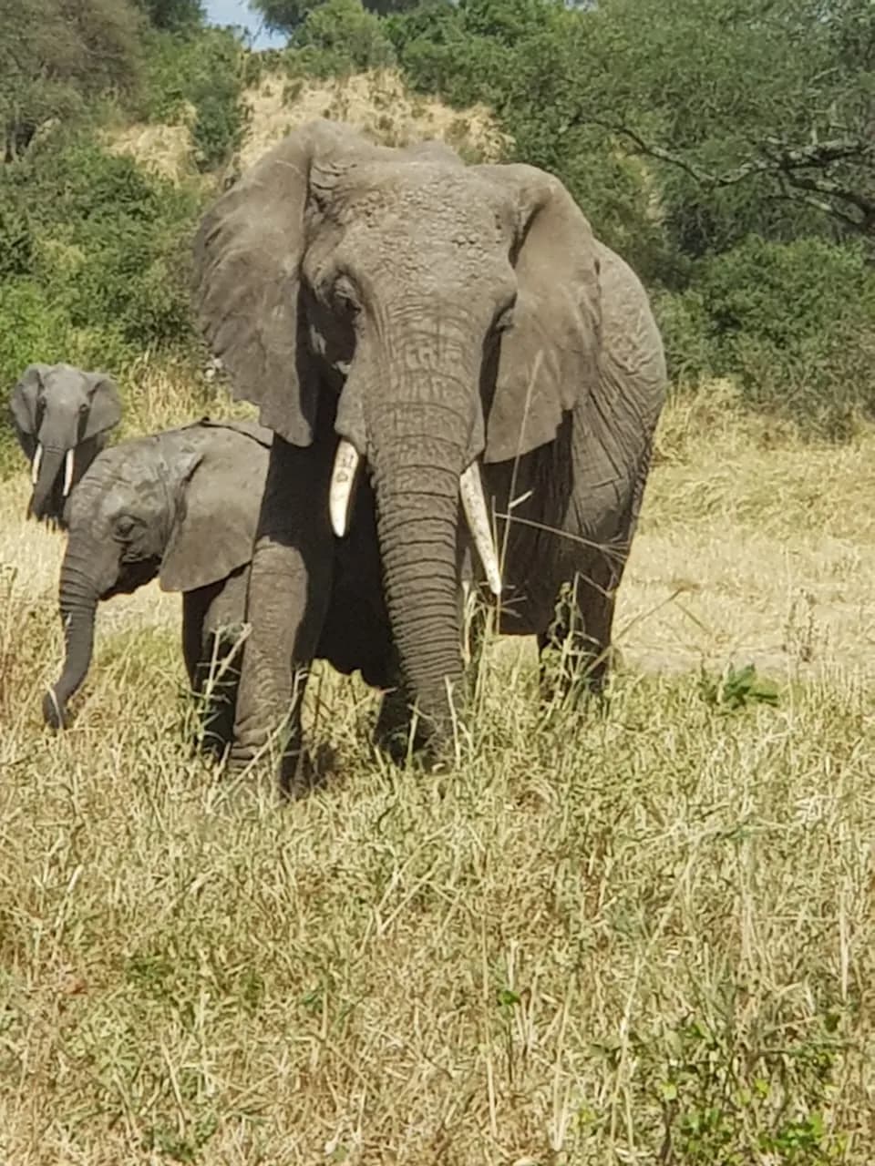 Southern Wild: Ruaha & Nyerere