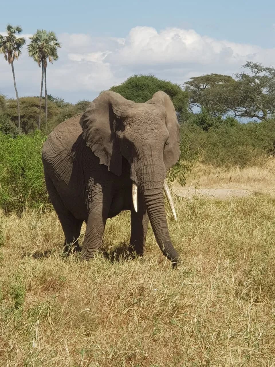 A bull elephant among the baobabs of Tarangire.