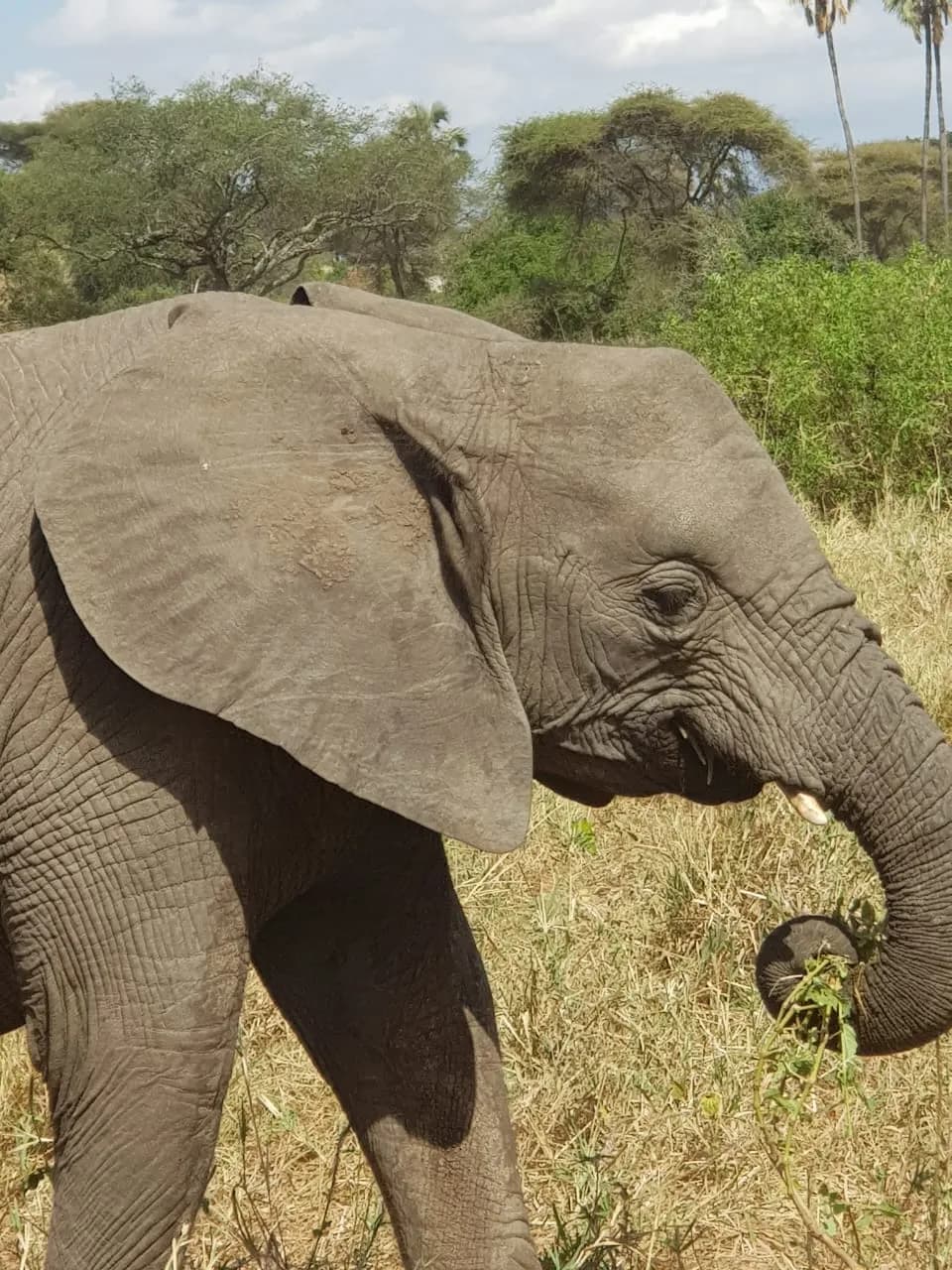 Maguca Tanzania safari journey — Serengeti, Ngorongoro and the northern circuit