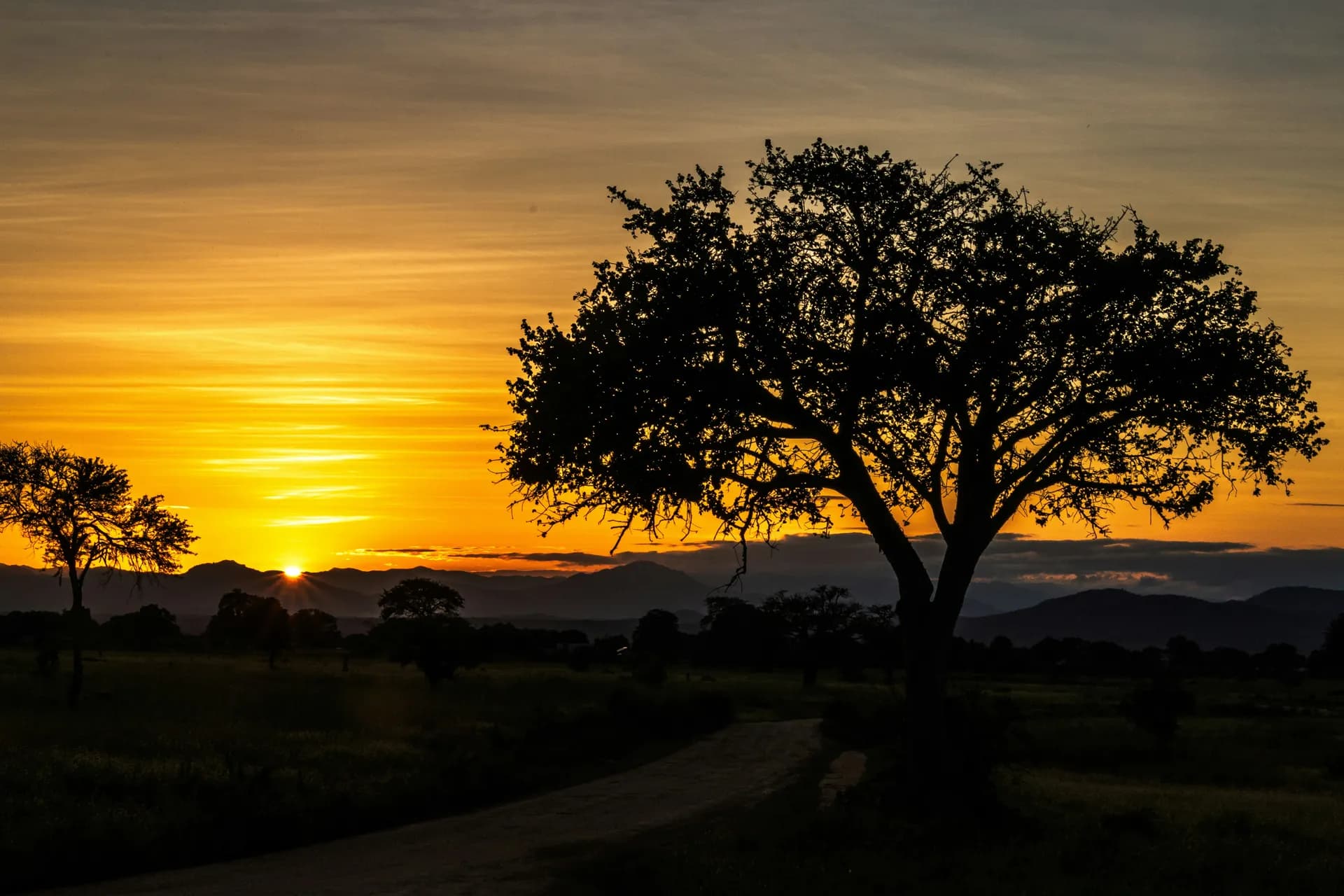 An acacia silhouetted against an orange sunset above distant hills.
