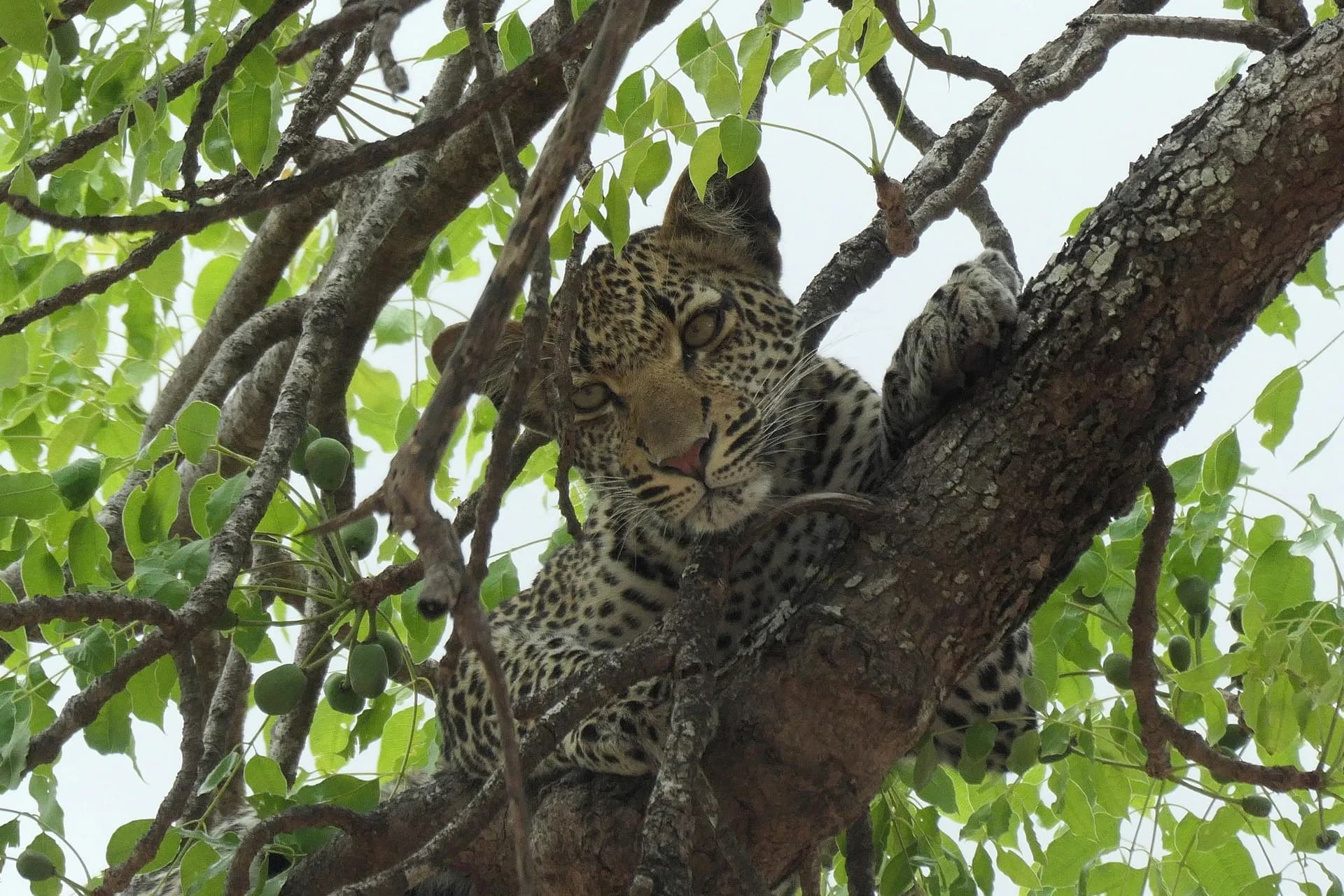 A leopard resting along a branch among green leaves.