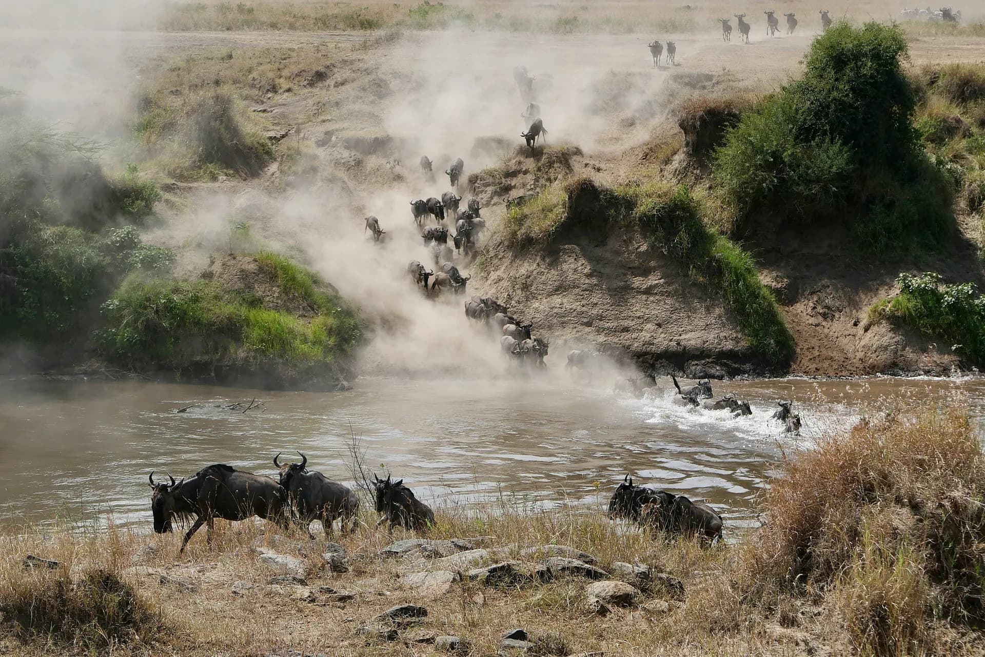 Wildebeest streaming down a dusty riverbank and into the water at a crossing.