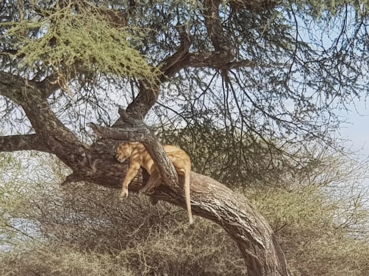A lioness asleep along the branch of an acacia tree.