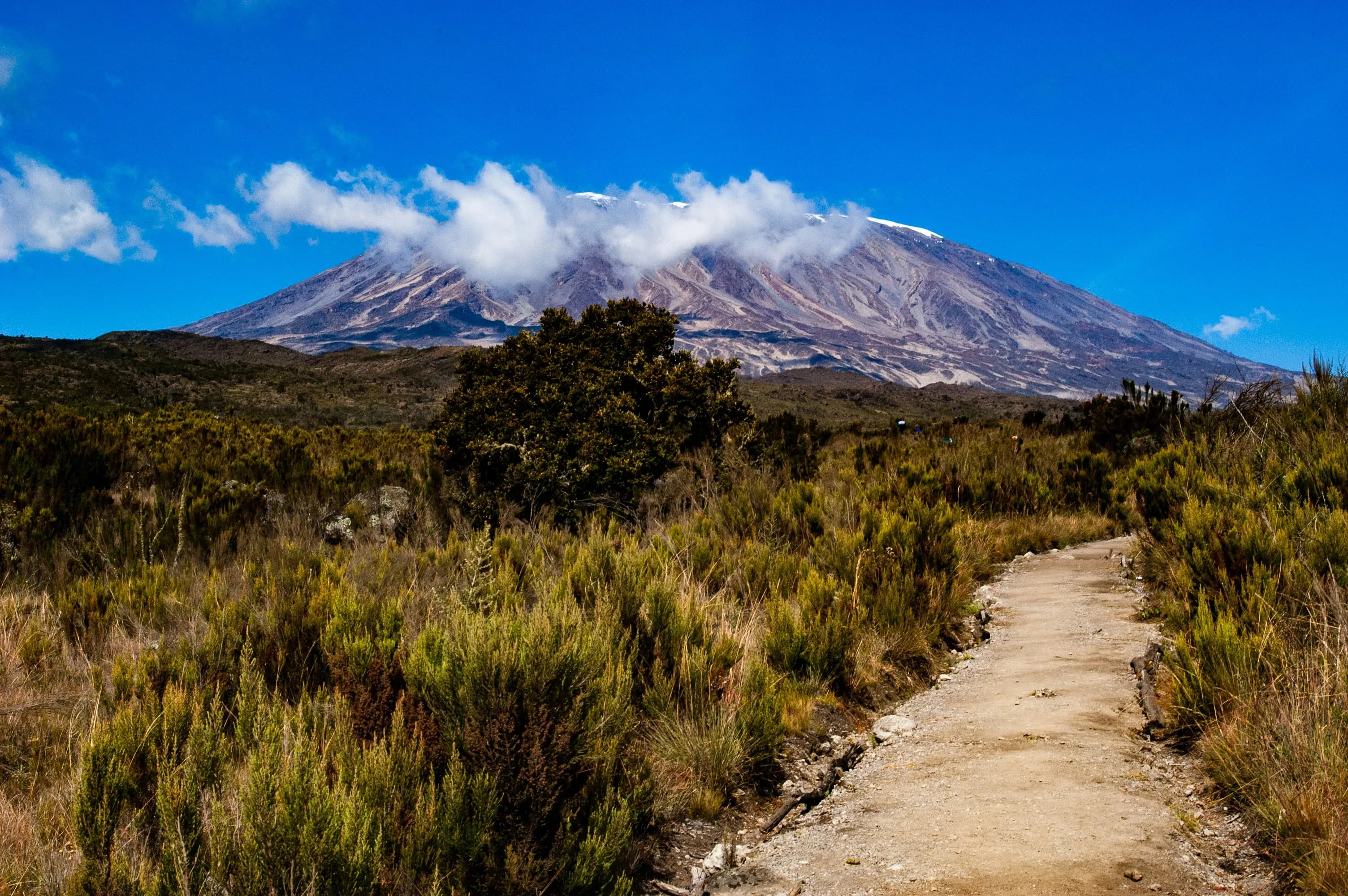 A footpath climbing through moorland towards the snow-flecked peak of Kilimanjaro.